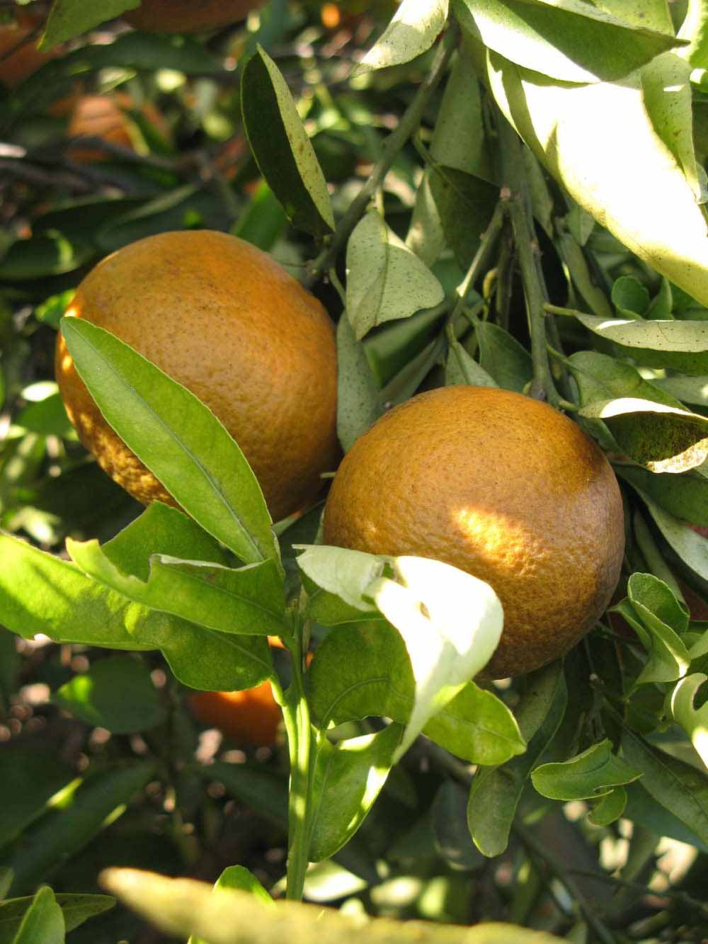              Fruit (Winter Haven, FL)       